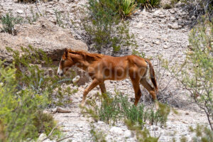 Wild Horse Near Boquillas Canyon In Big Bend A4-37047 - Mansfield Photography