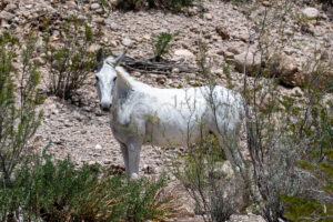 Wild Horse Near Boquillas Canyon In Big Bend A4-37049 - Mansfield Photography