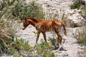 Wild Horse Near Boquillas Canyon In Big Bend A4-37051 - Mansfield Photography