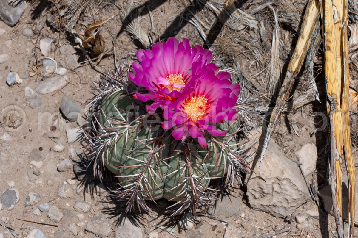36x24 Turk's Head Cactus Limited Time Promotional Print for only $99!