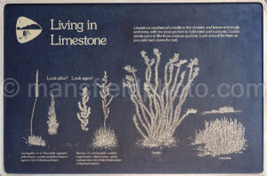 Living In Limestone Interpretive Display In Big Bend A4-37089 - Mansfield Photography