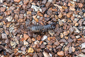 Whip Scorpion In Big Bend National Park A4-37283 - Mansfield Photography