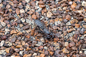Whip Scorpion In Big Bend National Park A4-37285 - Mansfield Photography