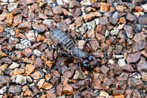 Whip Scorpion In Big Bend National Park A4-37287 - Mansfield Photography