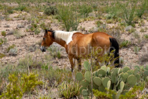 Wild Horse In Big Bend National Park A4-37323 - Mansfield Photography