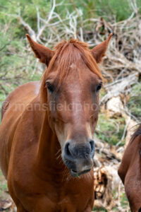 Wild Horse In Daniels Ranch - Big Bend A4-37347 - Mansfield Photography