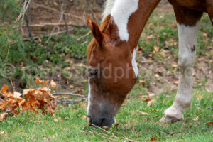 Wild Horse In Daniels Ranch - Big Bend A4-37353 - Mansfield Photography