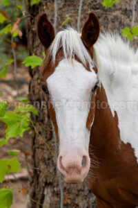 Wild Horse In Daniels Ranch - Big Bend A4-37354 - Mansfield Photography