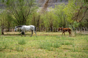 Wild Horse In Daniels Ranch - Big Bend A4-37364 - Mansfield Photography