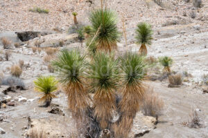 Yucca In Big Bend National Park A4-37373 - Mansfield Photography