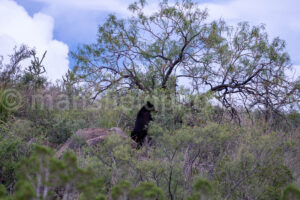 Black Bear In Chisos Mountains - Big Bend A4-37408 - Mansfield Photography