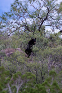 Black Bear In Chisos Mountains - Big Bend A4-37420 - Mansfield Photography