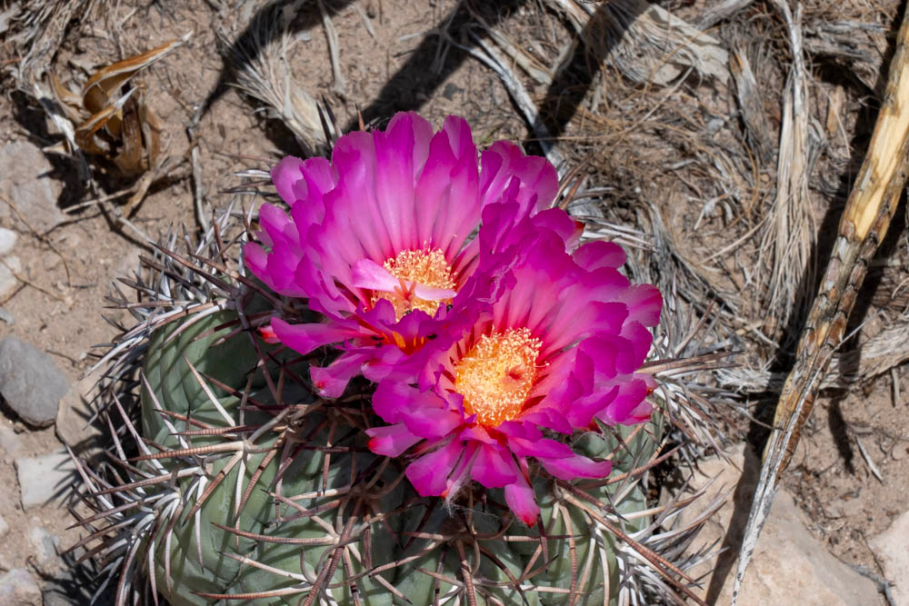 Devilshead Cactus Or Turk'S Head Cactus In Big Bend