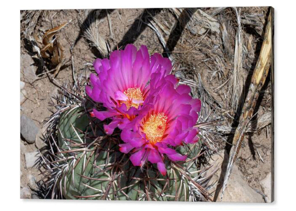 Limited Time Promotion - Turk's Head Cactus