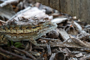 Texas Spiny Lizard A4-37467 - Mansfield Photography