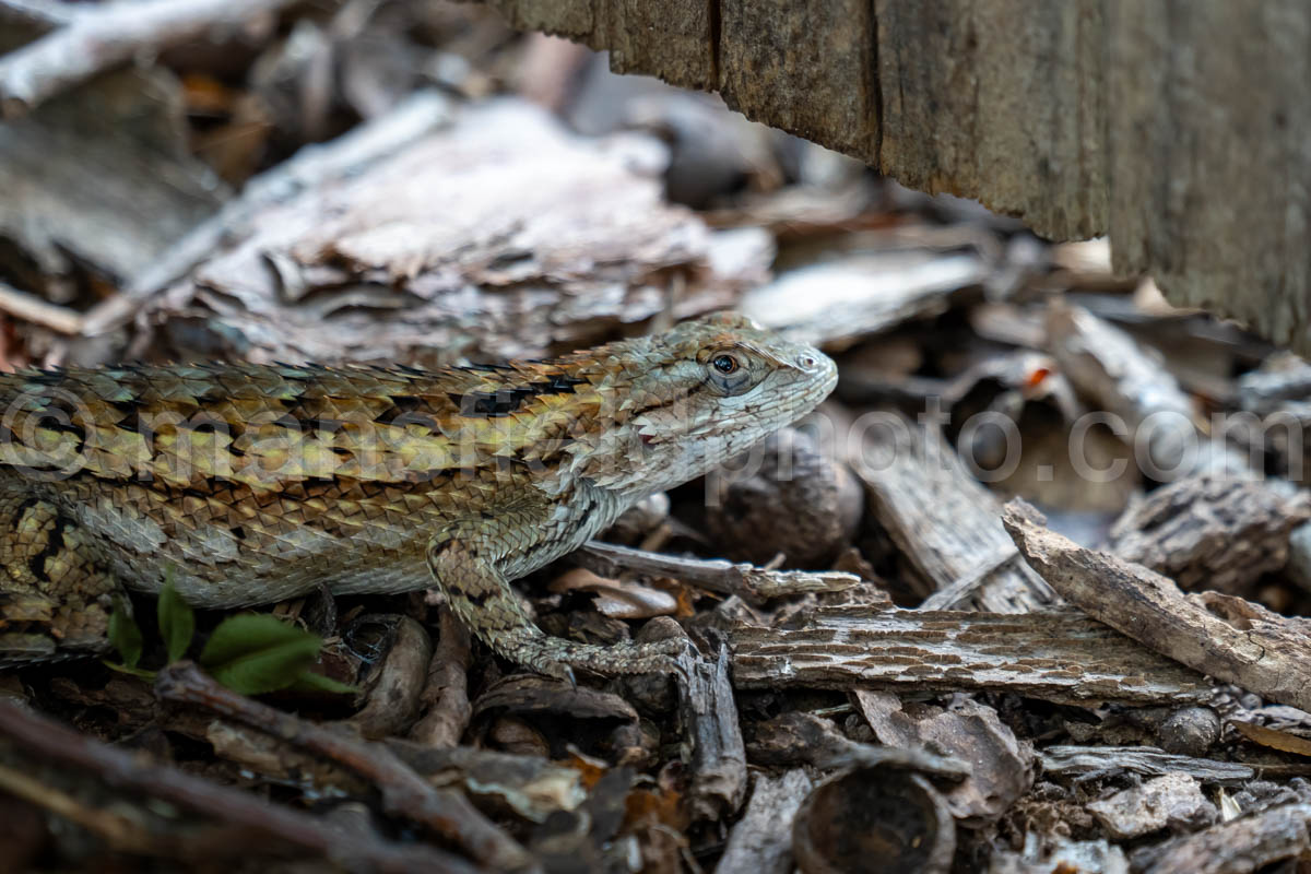 Texas Spiny Lizard A4-37467
