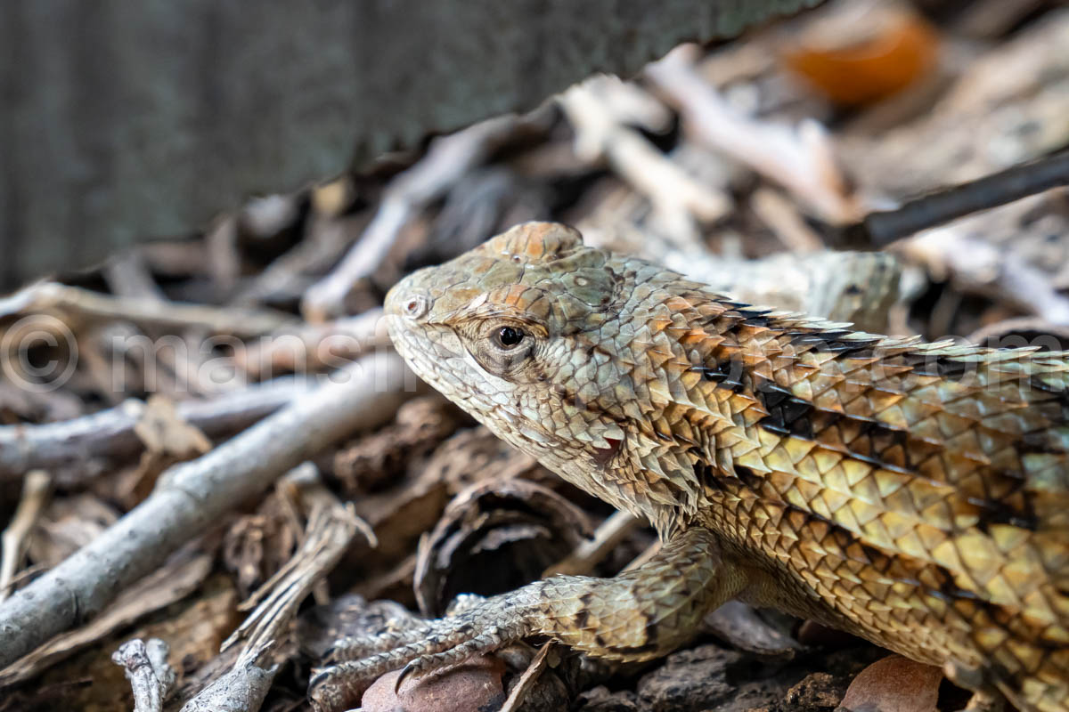 Texas Spiny Lizard A4-37473