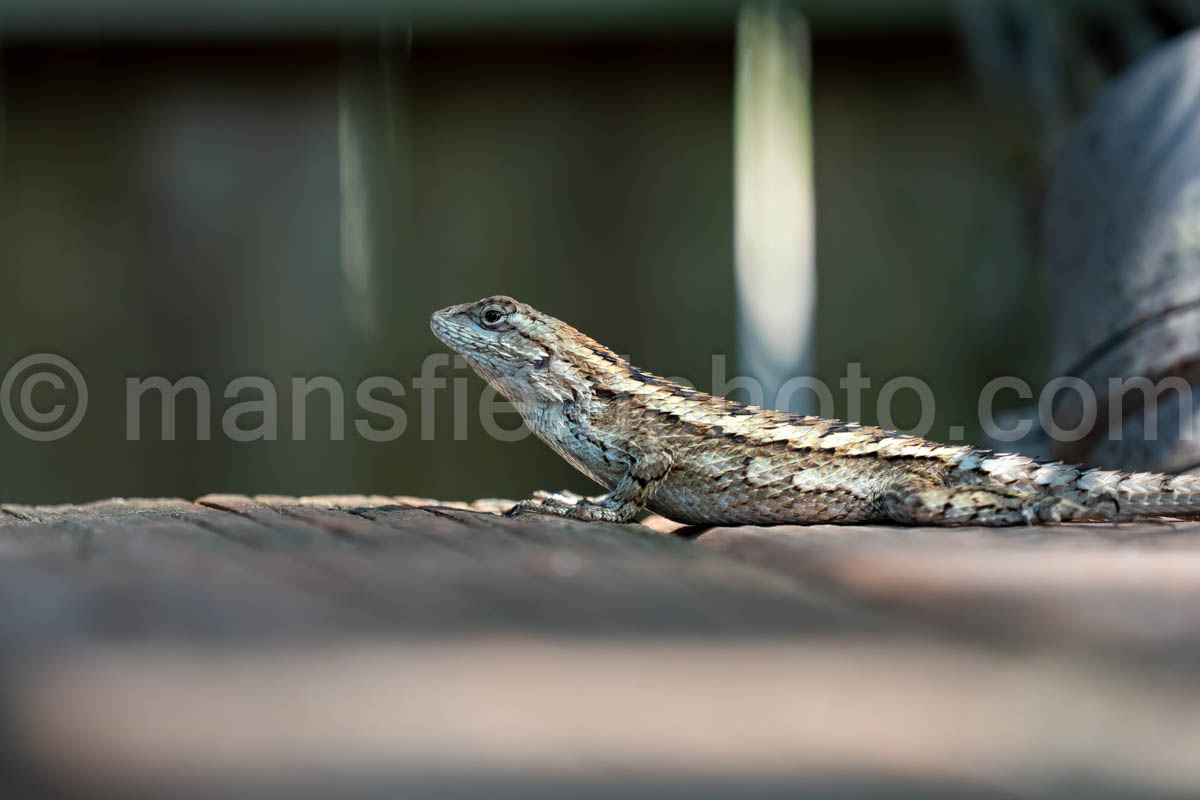 Texas Spiny Lizard A4-37476