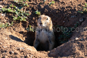 Prairie Dog In Lubbock A4-37565 - Mansfield Photography