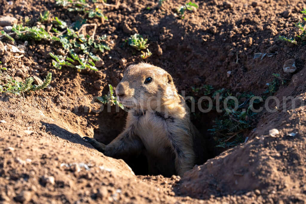 Prairie Dog In Lubbock A4-37567 - Mansfield Photography
