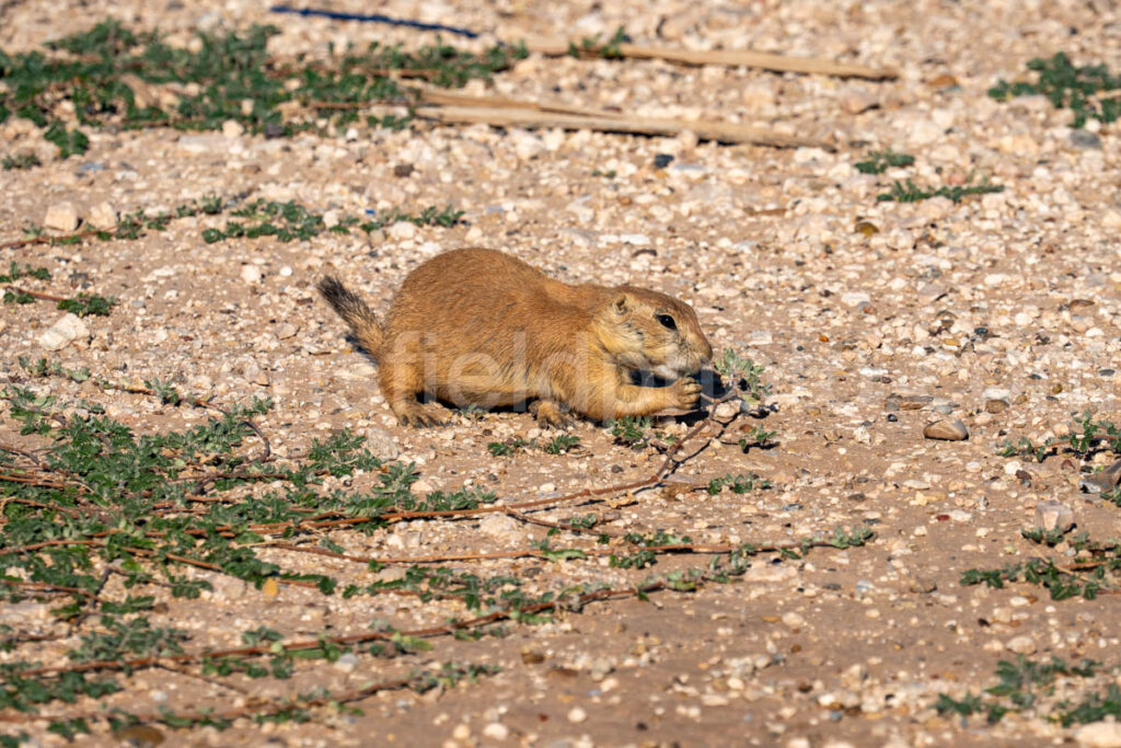 Prairie Dog In Lubbock A4-37568 - Mansfield Photography