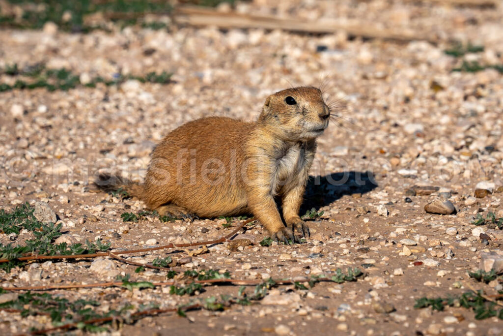 Prairie Dog In Lubbock A4-37571 - Mansfield Photography