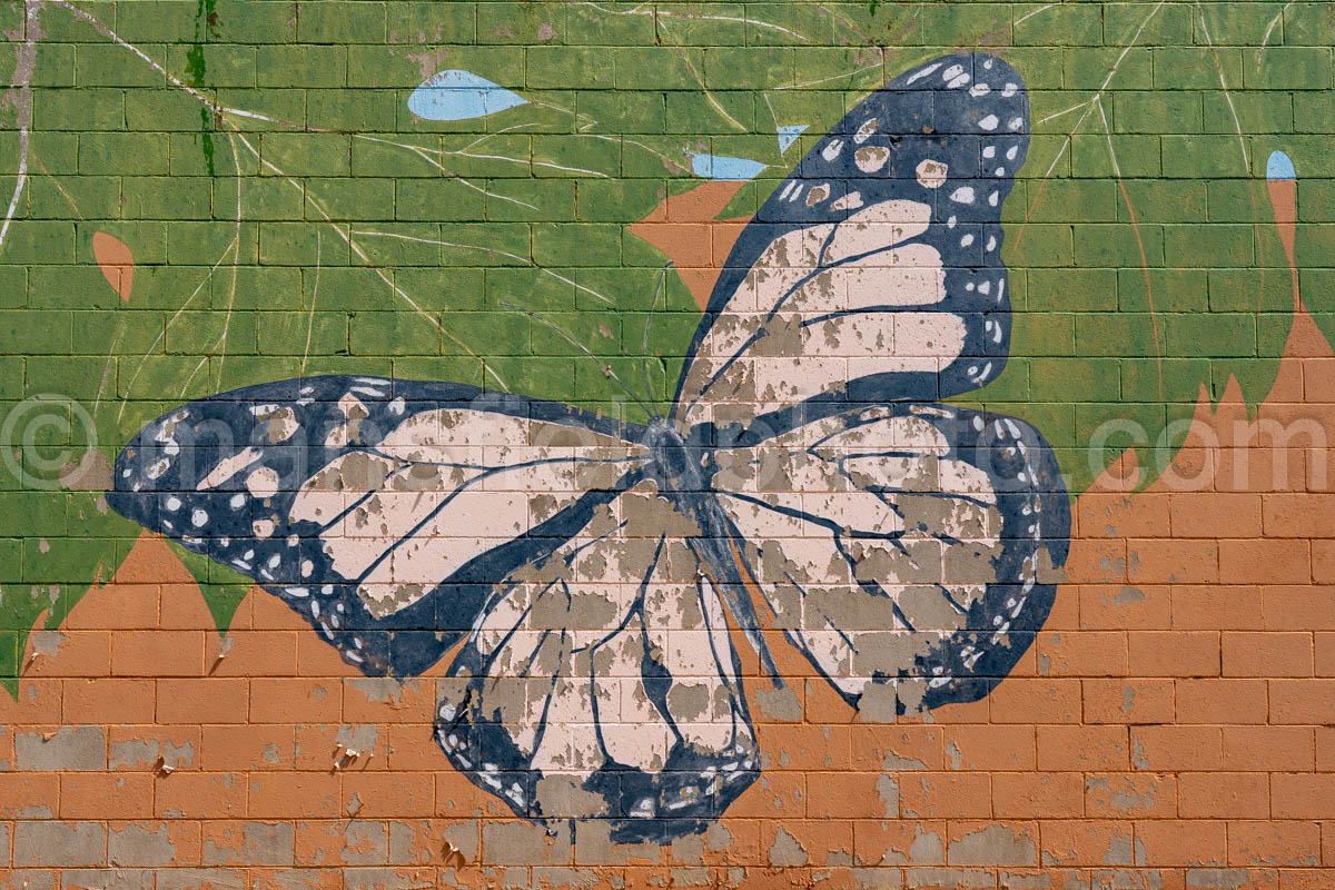Butterfly Mural In Levelland, Texas A4-37718