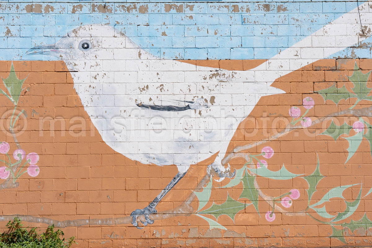 Bird Mural In Levelland, Texas A4-37720