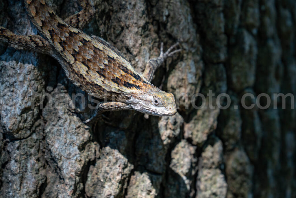 Texas Spiny Lizard A4-37862 - Mansfield Photography