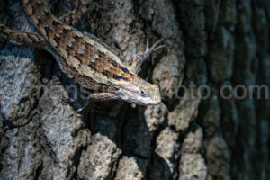 Texas Spiny Lizard A4-37862 - Mansfield Photography
