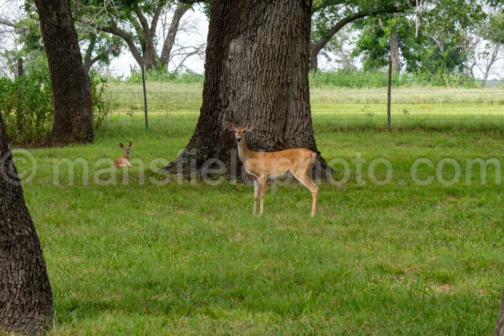 Whitetail Deer A4-37916 - Mansfield Photography