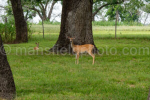 Whitetail Deer A4-37916 - Mansfield Photography
