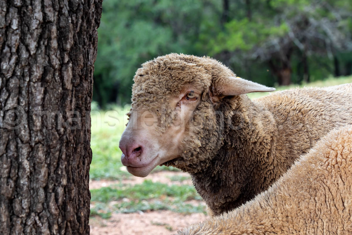 Sheep at Sauer-Beckmann Farm A4-37972