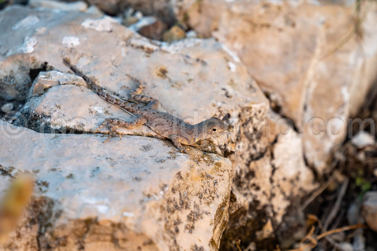 Greater Earless Lizard A4-38174