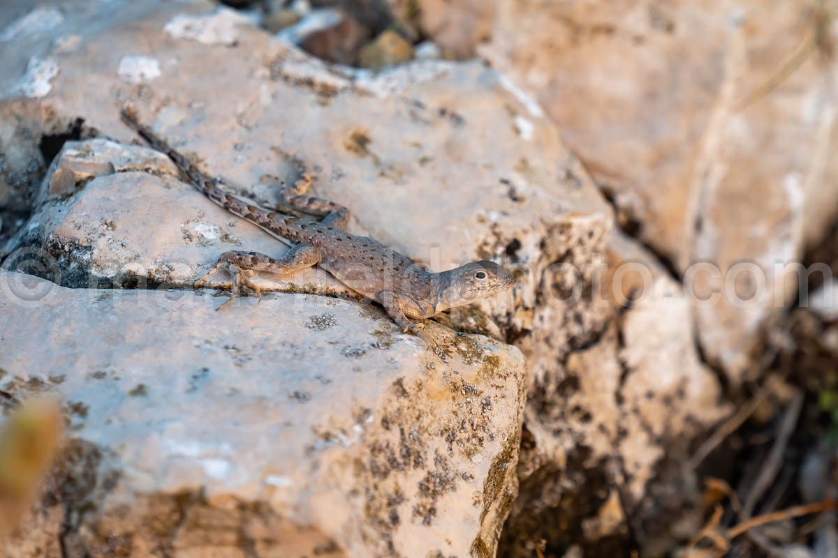 Greater Earless Lizard A4-38175