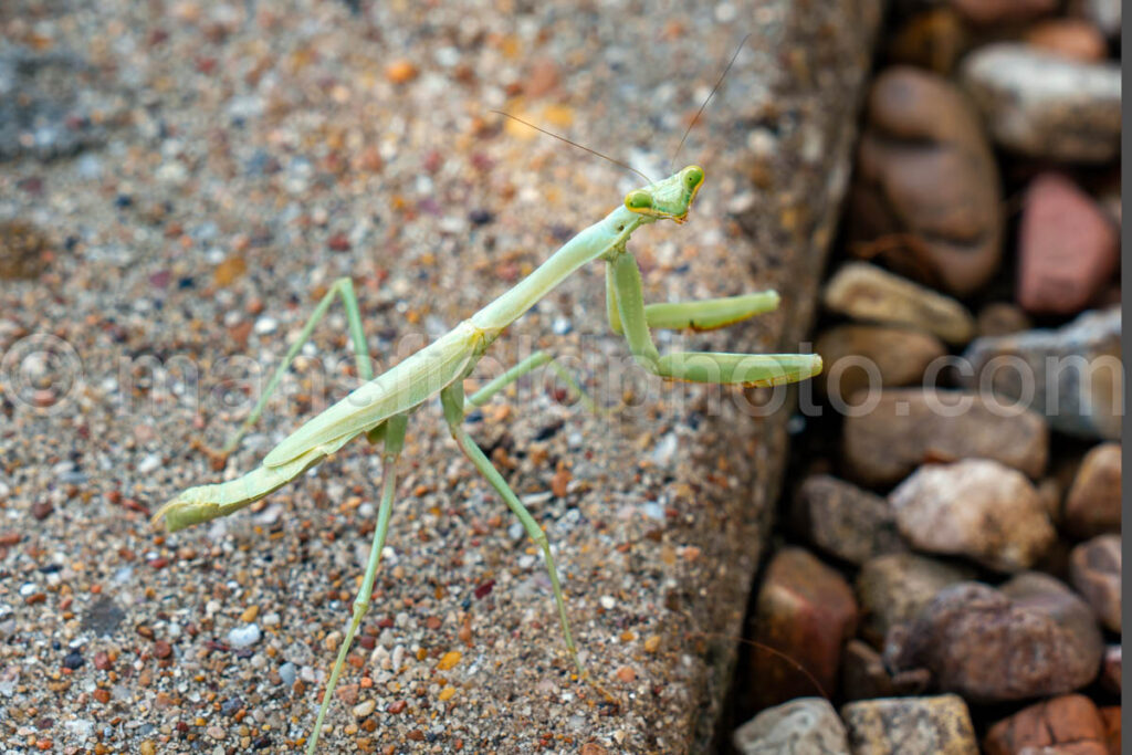 Praying Mantis A4-38350 - Mansfield Photography