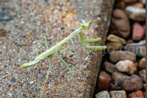 Praying Mantis A4-38350 - Mansfield Photography