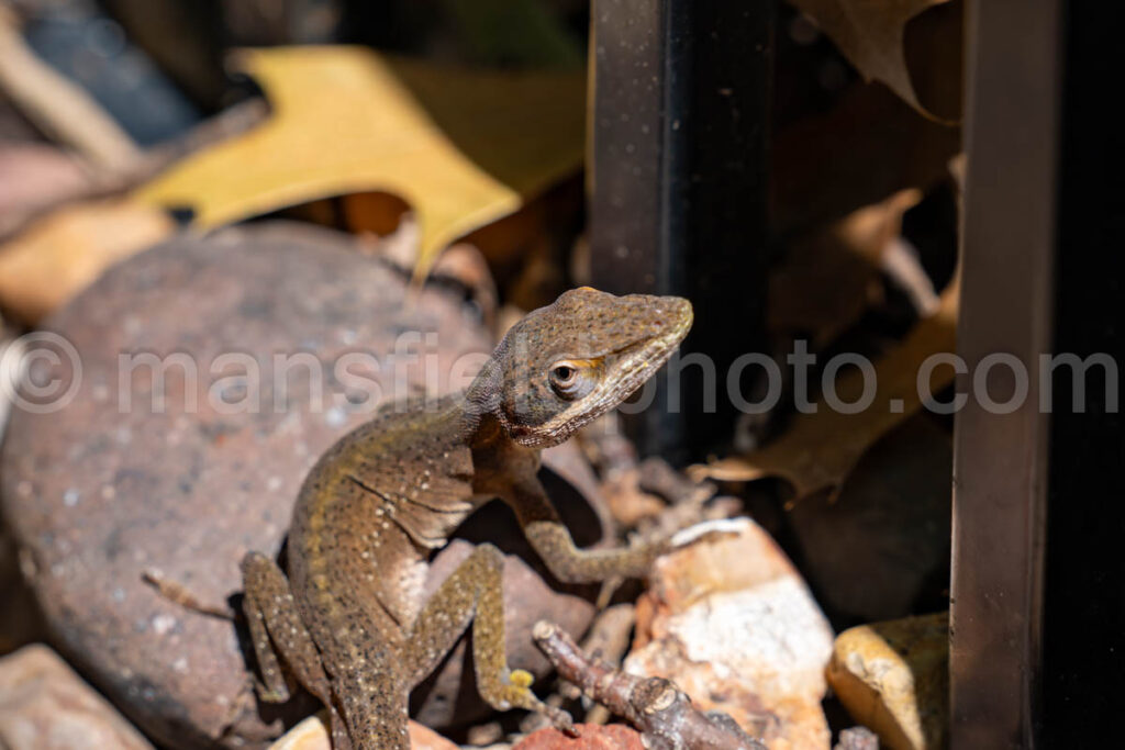 Green Anole Lizard A4-38354 - Mansfield Photography