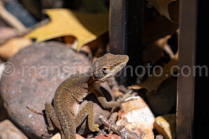 Green Anole Lizard A4-38354 - Mansfield Photography