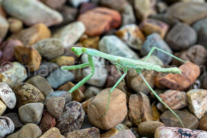 Praying Mantis A4-38358 - Mansfield Photography