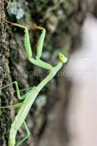 Praying Mantis A4-38370 - Mansfield Photography